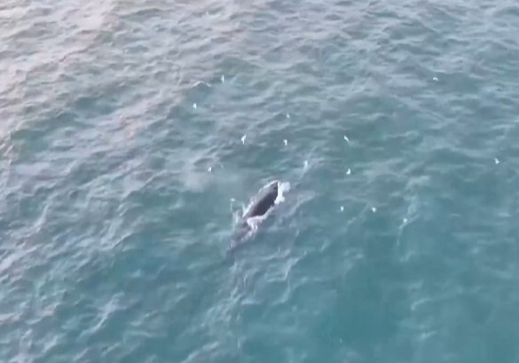 布氏鲸为何选择北部湾？探寻它的生存密码