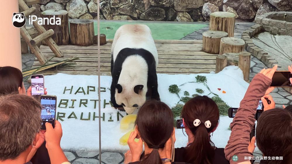 日本4只大熊猫将于6月底送返中国 日本4只大熊猫将于6月底送返中国