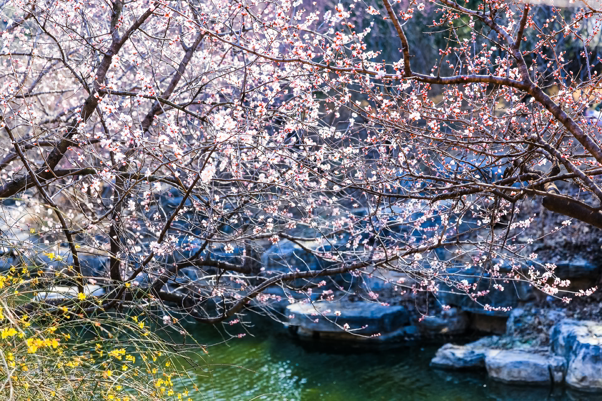 国家植物园桃花观赏季明日启幕，山桃花溪进入最佳观赏期