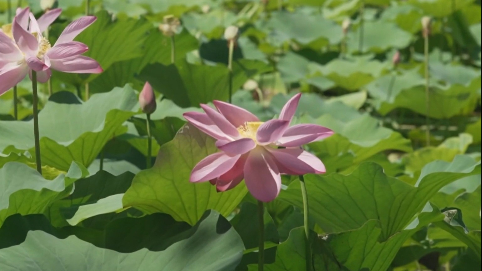 荷风雅韵入画来 消夏游园激活“夏日经济” 荷风雅韵入画来 消夏游园激活“夏日经济”