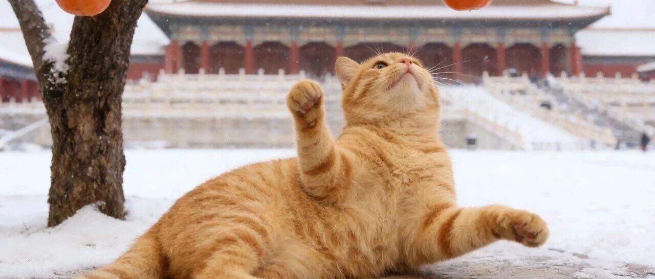 北京明天全天有雪!具体时段—— 北京明天全天有雪!具体时段——