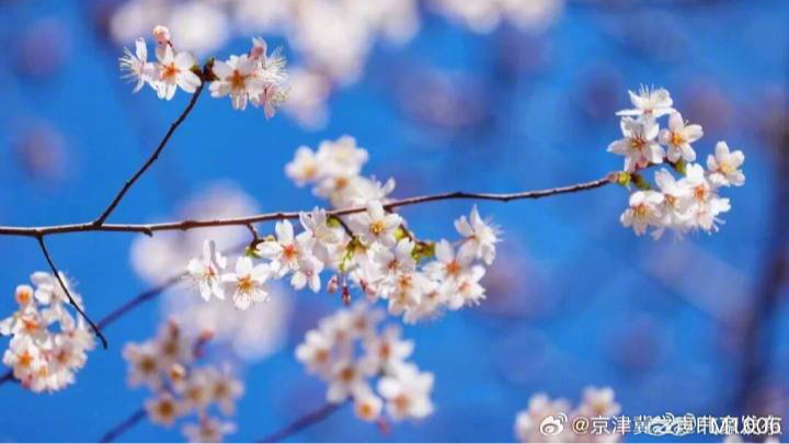 北京下周迎来樱花和白玉兰的花期 北京下周迎来樱花和白玉兰的花期