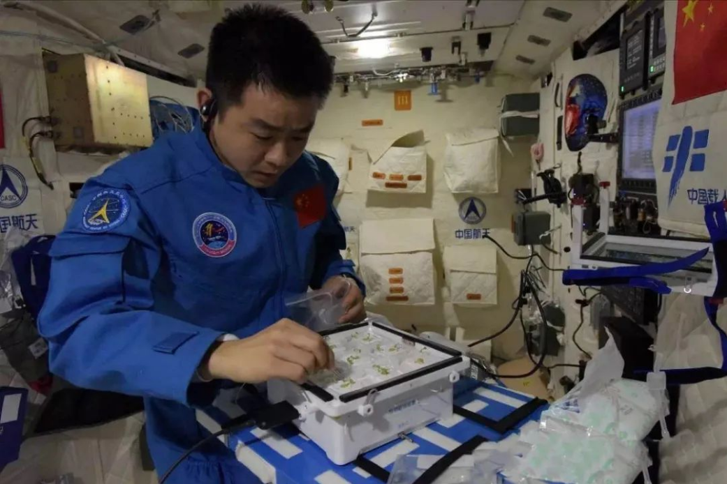 生菜、水稻、番茄、小葱……10年间 “天宫菜园”品种丰富收获不断