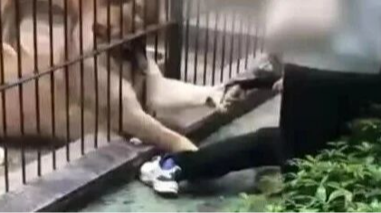 惊险！笼中狮子突然伸爪抓扯投喂女童，园方回应
