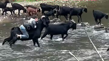 9岁男孩帮忙放羊，姿势从容，动作熟练，网友：羊被骑出战马的感觉