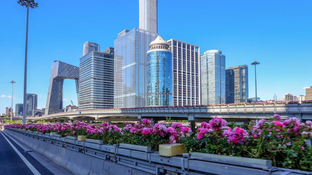 长达300多公里,北京“月季项链”刷屏!今年为啥开得这么绝? 长达300多公里,北京“月季项链”刷屏!今年为啥开得这么绝?