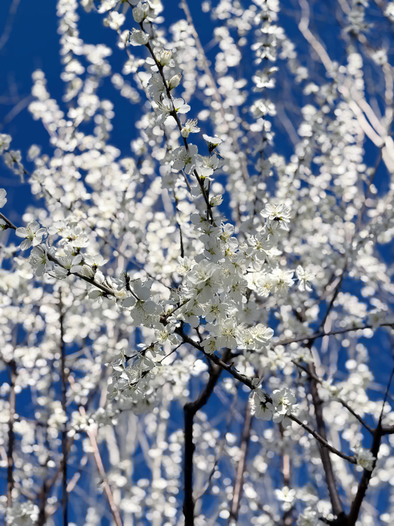 “京西小洱海”春花迎来最佳观赏期，月季梯田备受期待
