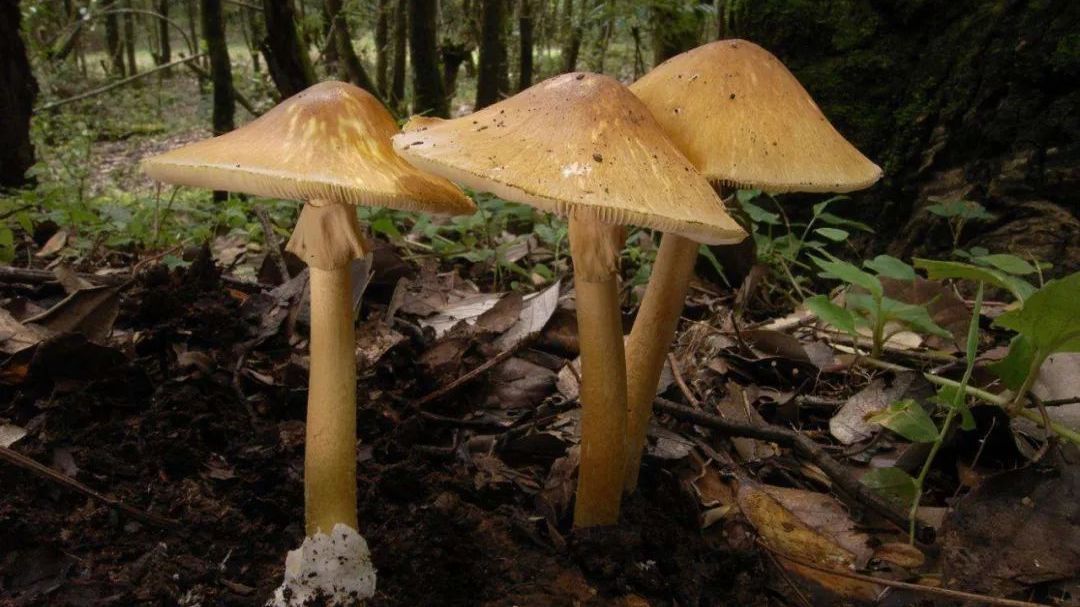 警惕!“红伞伞,白杆杆,吃完一起躺板板” 警惕!“红伞伞,白杆杆,吃完一起躺板板”