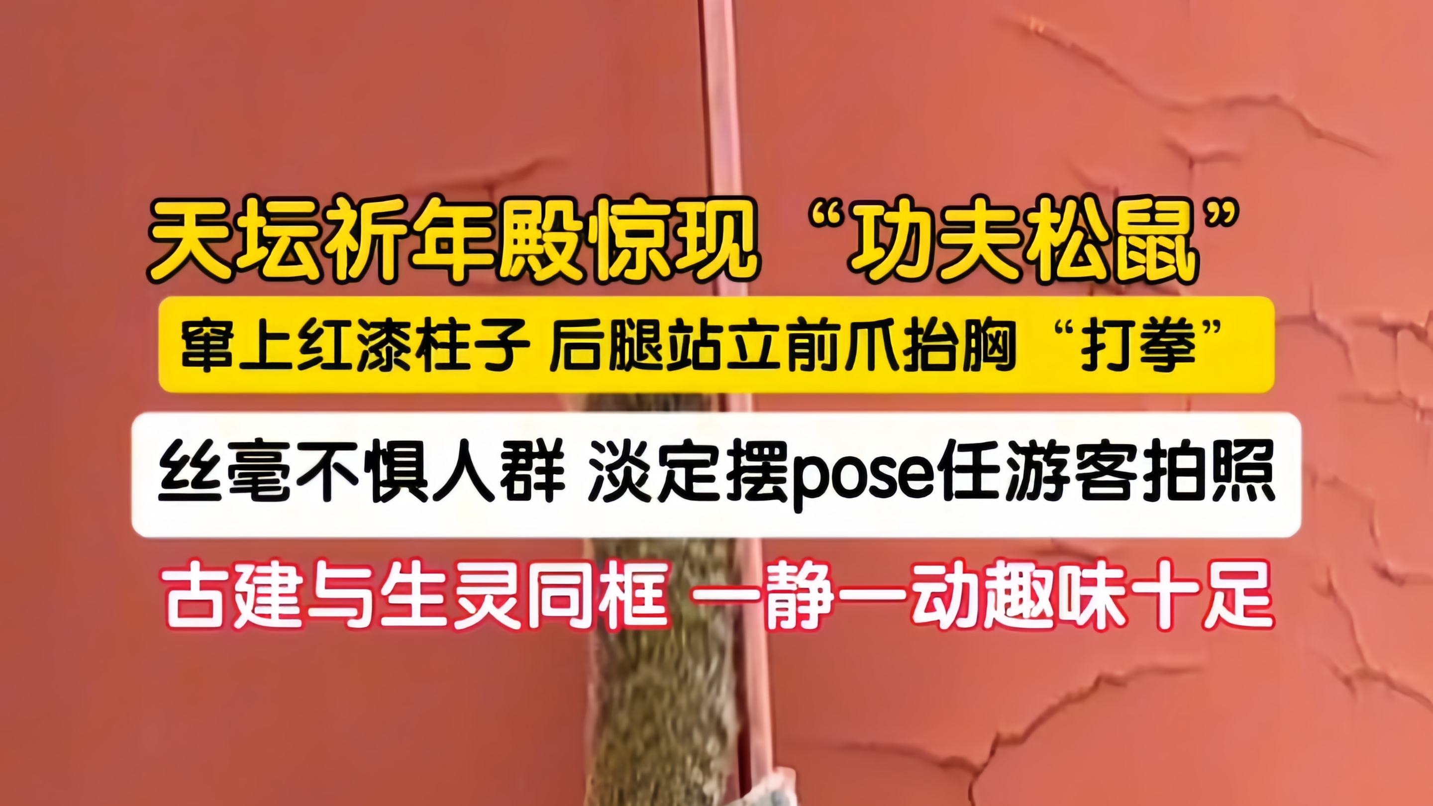天坛祈年殿惊现“功夫松鼠” 窜上红漆柱子 后腿站立前爪抬胸“打拳”