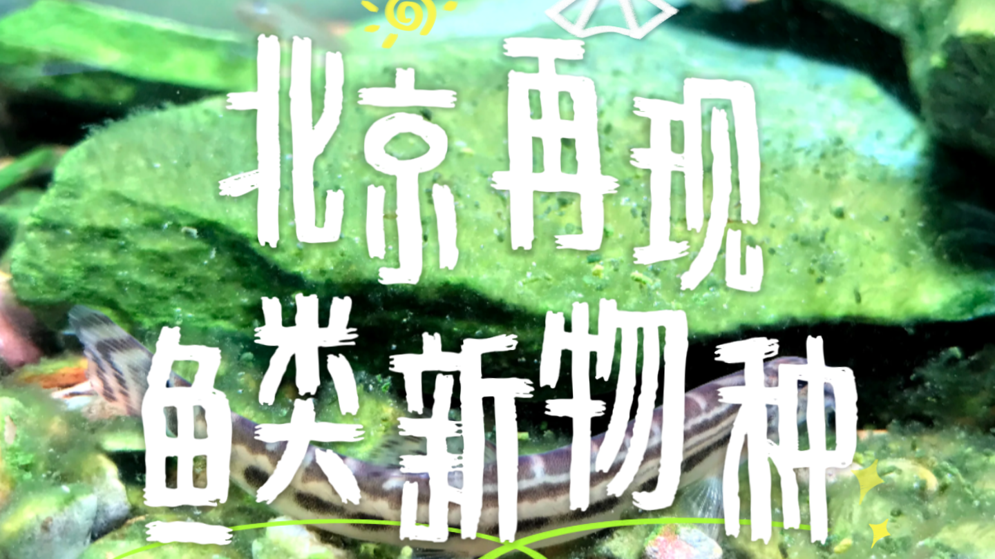北京花鳅——40年后的生态奇迹‌