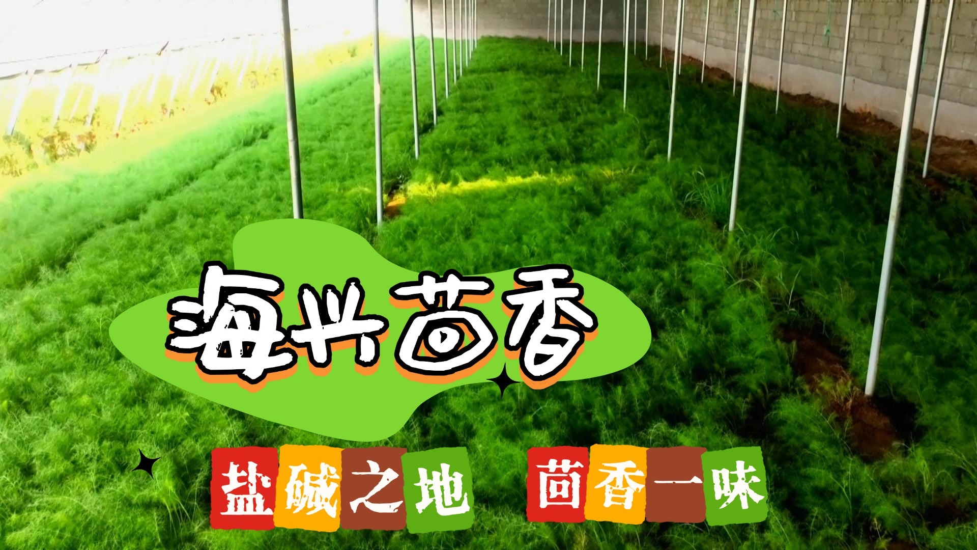 【河北净菜】海兴茴香:盐碱之地 茴香一味 【河北净菜】海兴茴香:盐碱之地 茴香一味