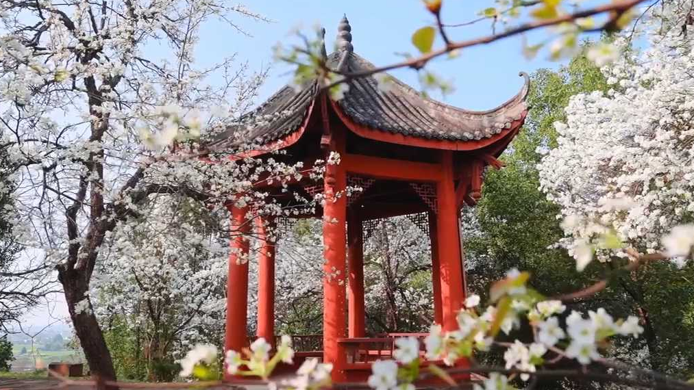 静谧美好!红墙梨花是中式春日美学 静谧美好!红墙梨花是中式春日美学