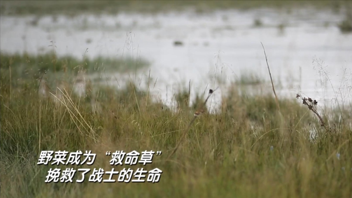 红军过草地时的“救命草”