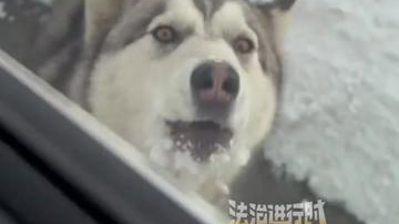 冰天雪地里开车途中遇到一只狗狗求助，几公里后掉头将它喊上车