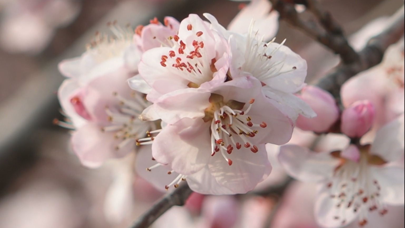 “山桃花溪”如约而至 二道沟春色迷人