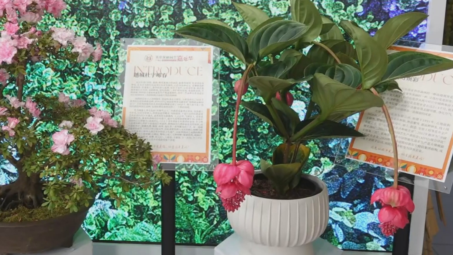 全国“十大名花”进京 年宵花市场形成十六区联动