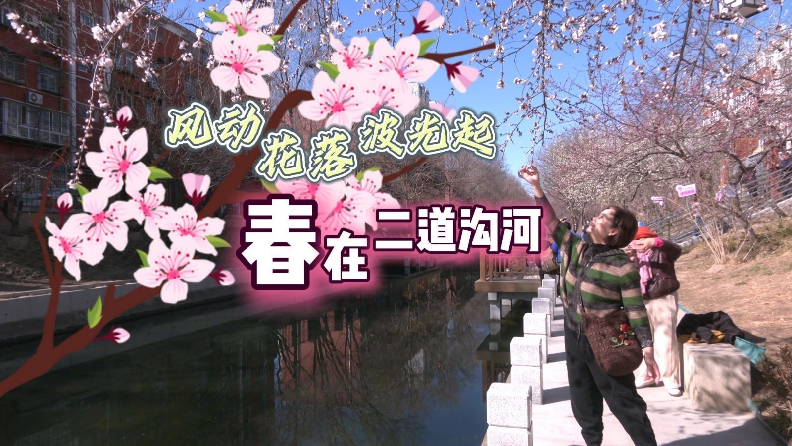 二道沟河山桃初绽 市民尽享早春浪漫