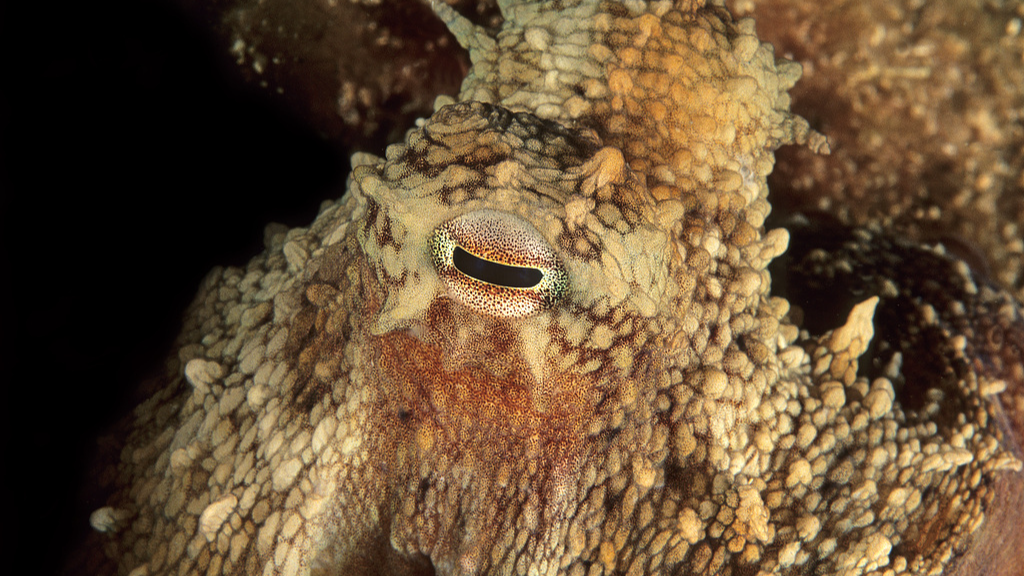 人工材料能否像章鱼一样拥有“变装”能力？