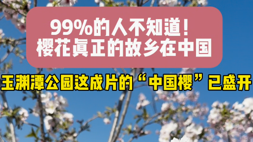 99%的人不知道！樱花真正的故乡在中国