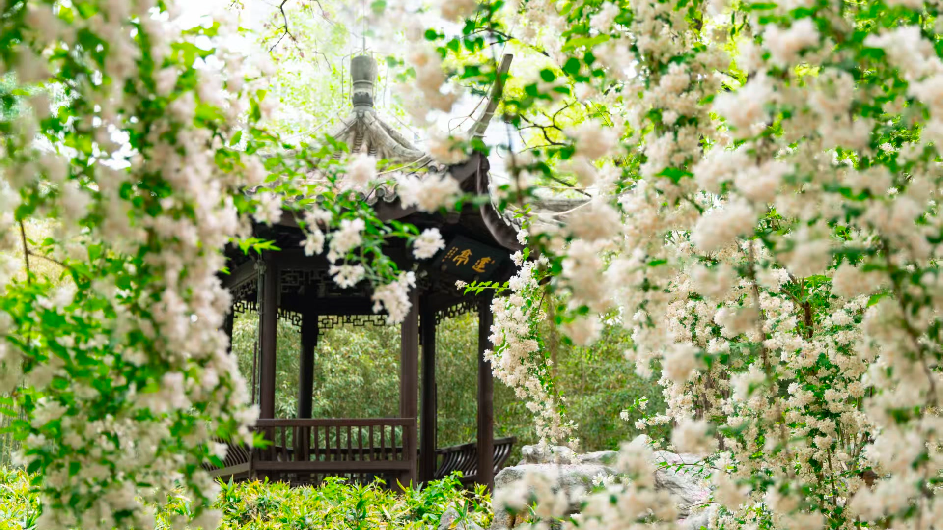 踏青必看！北京15条“最美园路”串起春日繁花