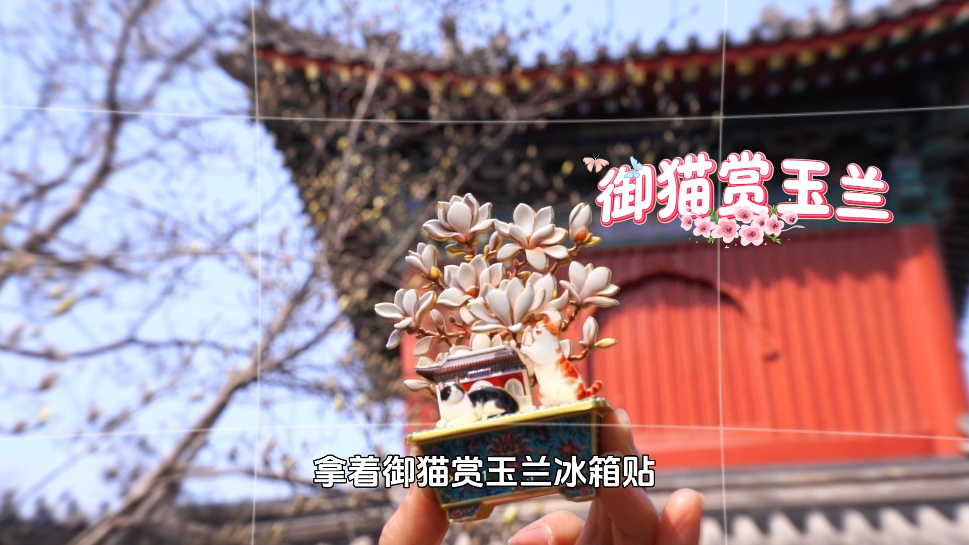 赏花打卡新姿势!手握御猫赏玉兰,古寺前出片率100% 赏花打卡新姿势!手握御猫赏玉兰,古寺前出片率100%