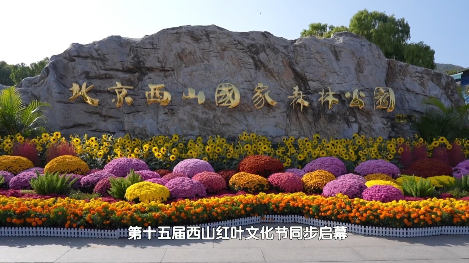 北京人的朋友圈，又要被西山国家森林公园的红叶刷屏了