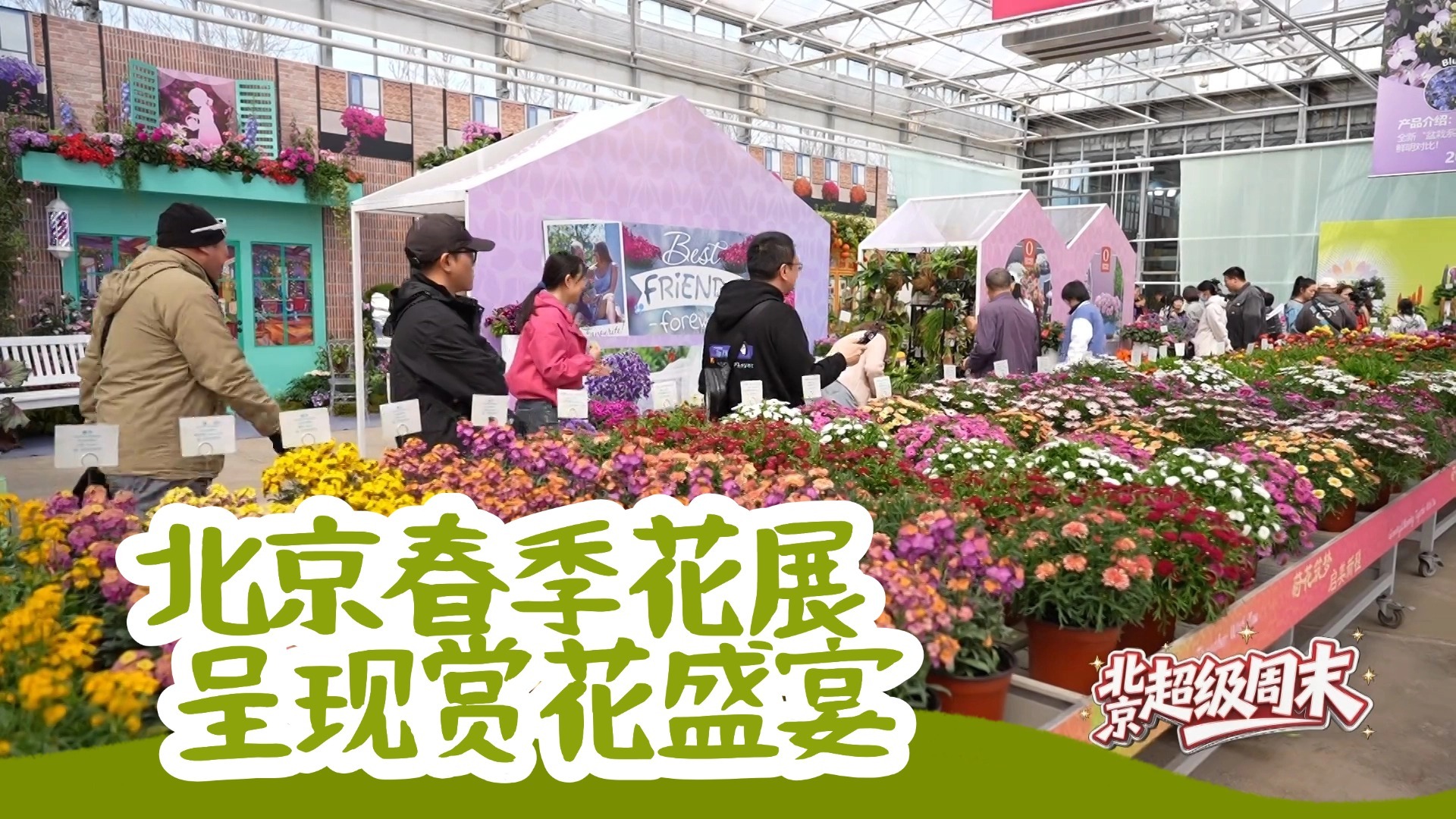 55个新品国内首发 北京春季花展呈现赏花盛宴