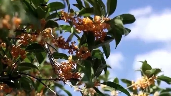 桂花开花“姗姗来迟” 最佳赏桂期持续多久？专家解读