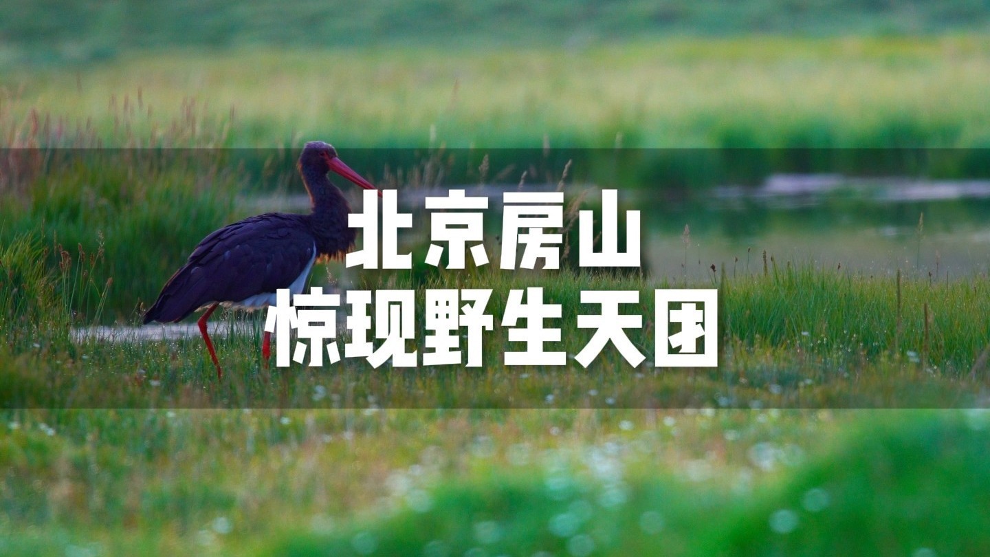 什么?北京房山惊现金雕、斑羚、还有傻狍子?生态好到我不敢信! 什么?北京房山惊现金雕、斑羚、还有傻狍子?生态好到我不敢信!