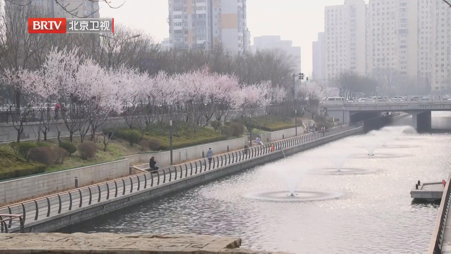 亮马河畔桃花开 赴一场春日浪漫之约