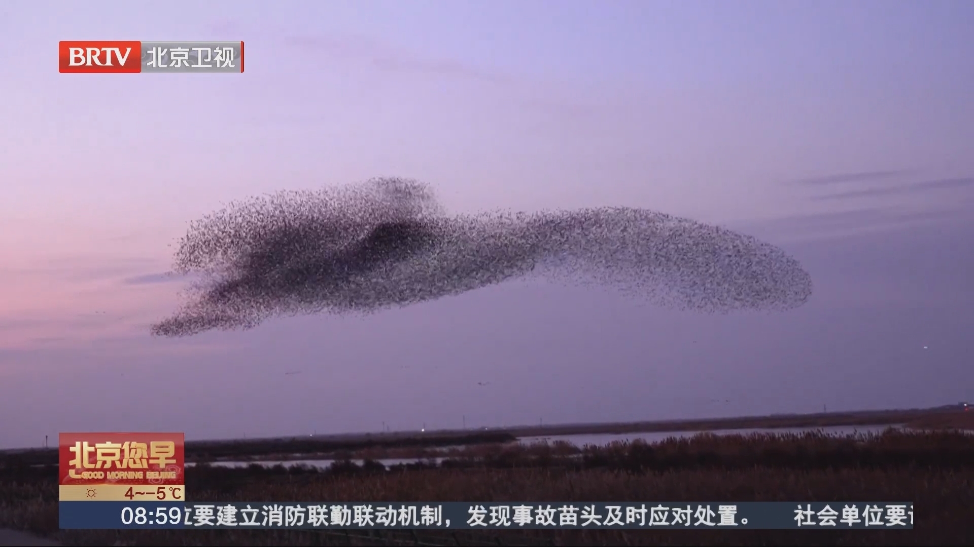 黄河入海口现“鸟浪”壮观景象_北京时间