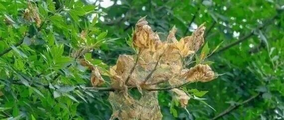 北京树间出现“白色网幕”,专家:这种虫今年格外多!但是别慌—— 北京树间出现“白色网幕”,专家:这种虫今年格外多!但是别慌——