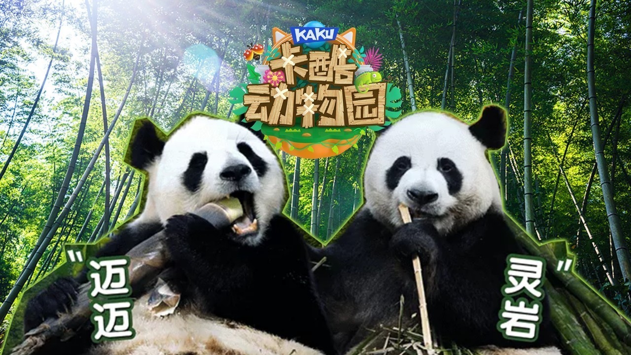 少儿户外动物直播《卡酷动物园》萌萌的迈迈和灵岩TA们来了！