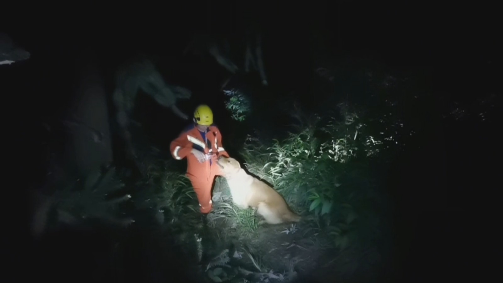 两人一狗登山被困 都江堰消防紧急救援