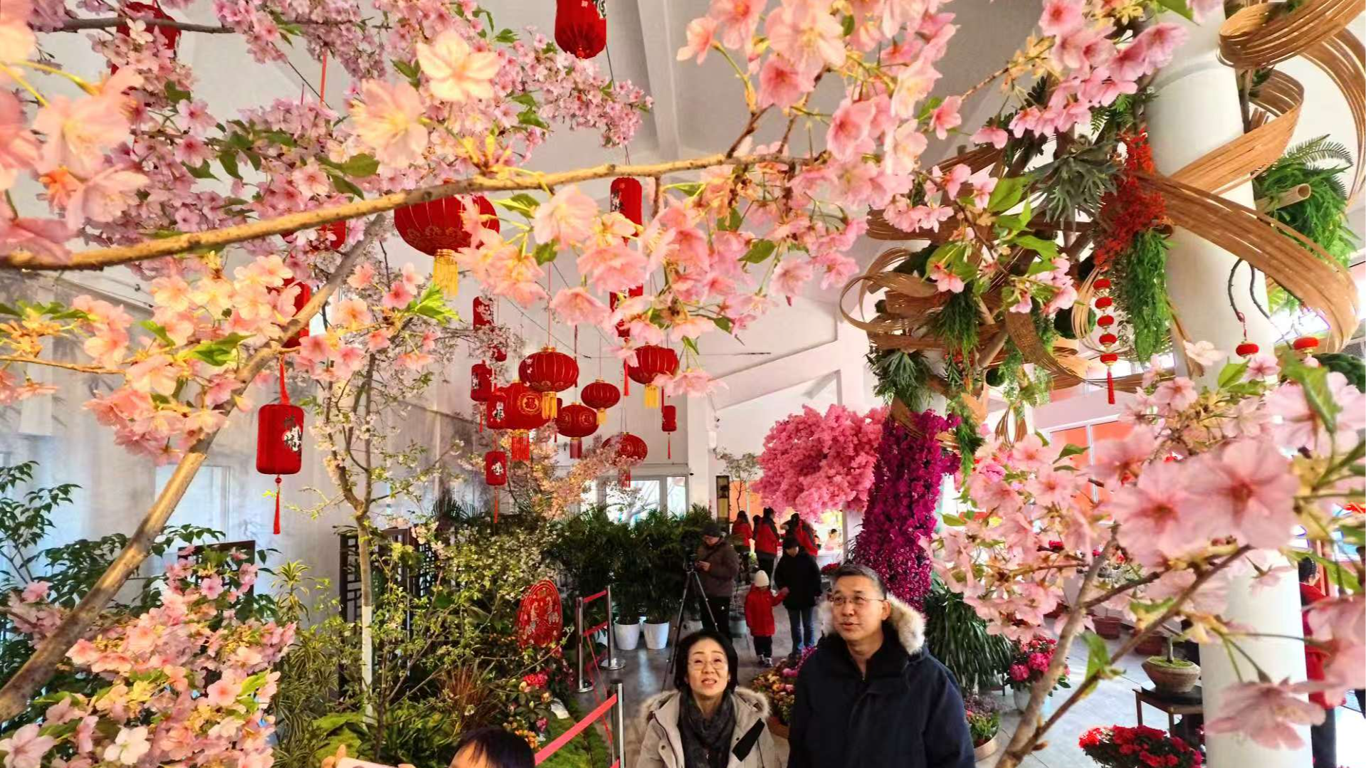 玉渊潭公园促培樱花紫藤同台绽放，有种樱花香味酷似螺蛳粉