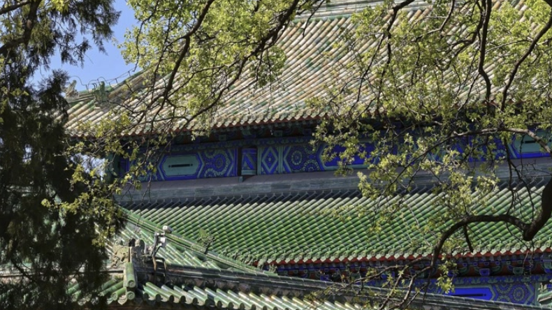 北京古树为何站成了风景？