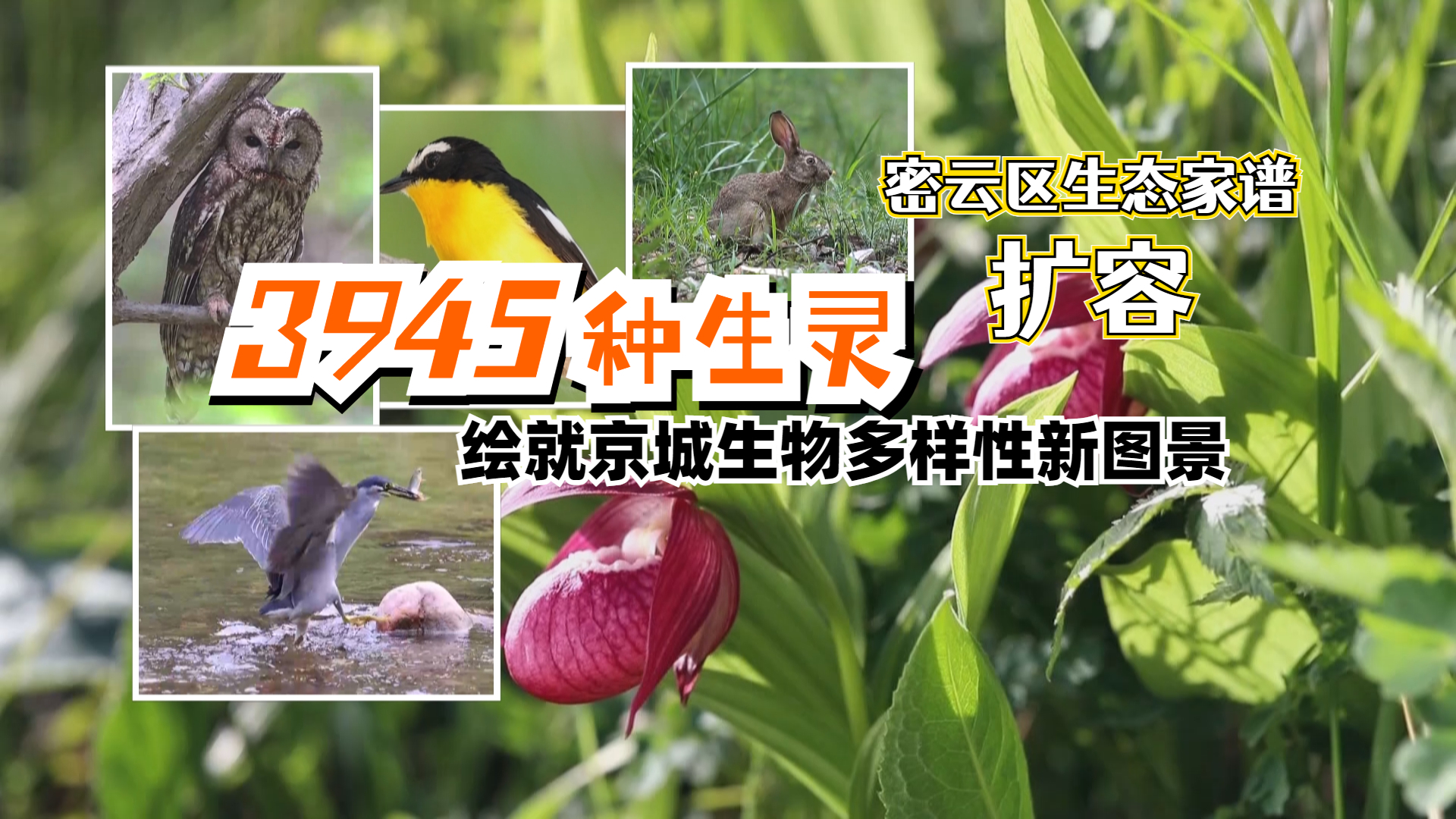 密云区生态家谱再扩容!3945种生灵绘就京城生物多样性新图景 密云区生态家谱再扩容!3945种生灵绘就京城生物多样性新图景