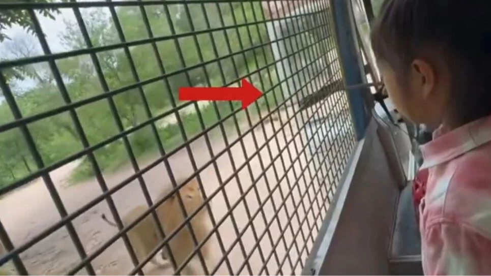 北京一动物园游客投喂狮子时观光车门突然打开，目前游览车辆全面停运