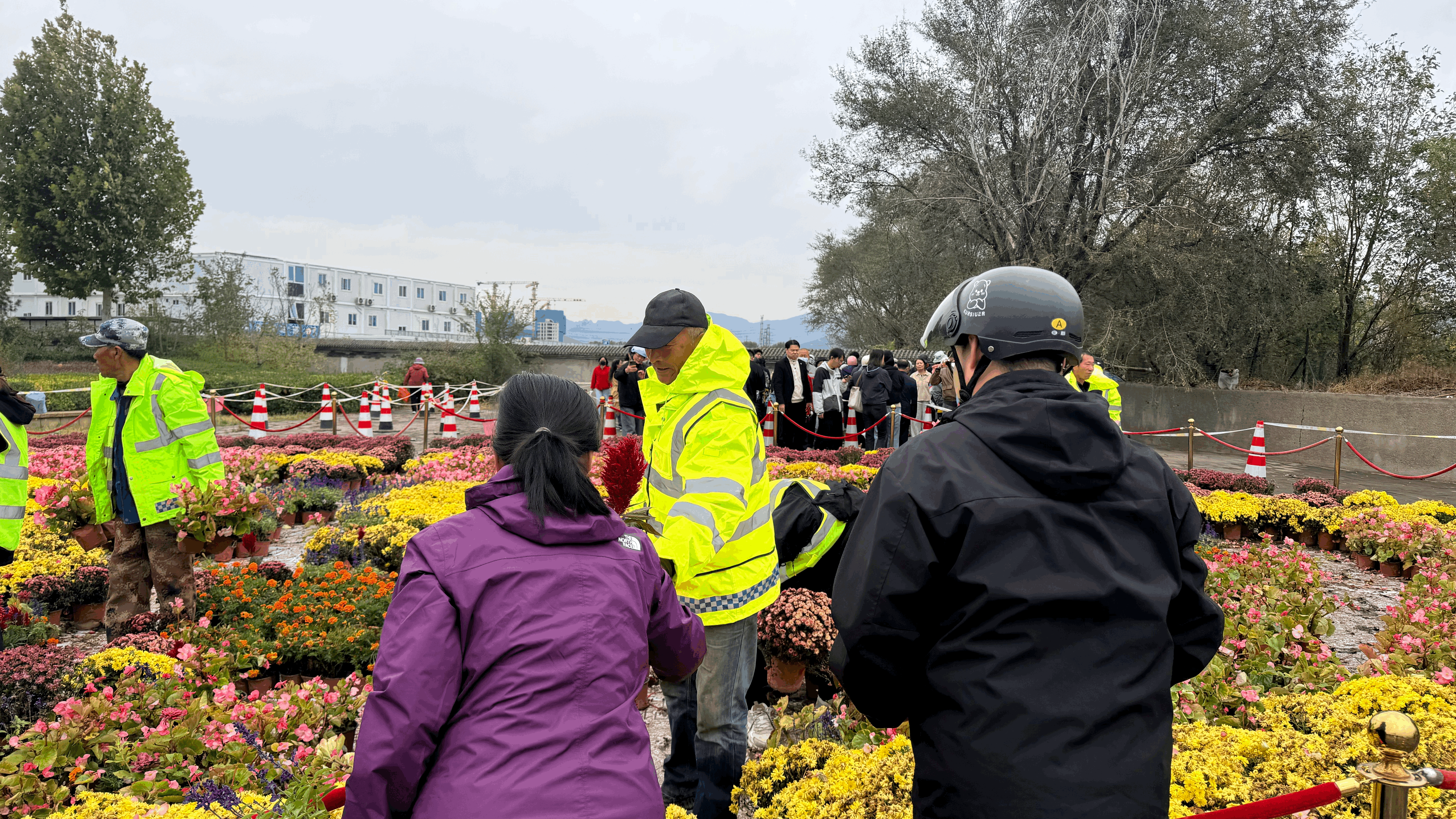 市民太热情!鲜花认领首日延长发放时间 市民太热情!鲜花认领首日延长发放时间