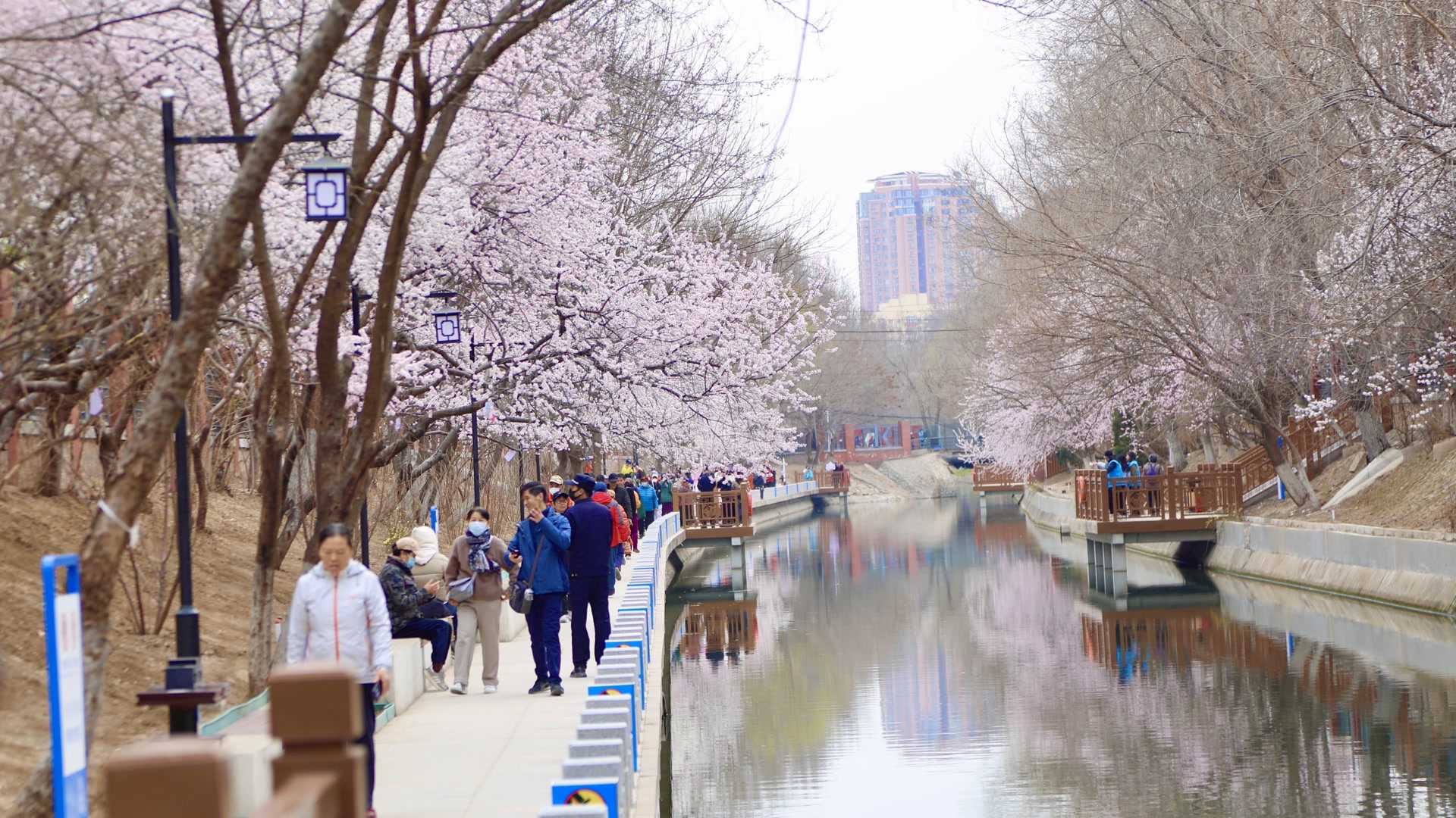 追踪｜网红赏花点启动柔性治理，不文明行为可电话举报