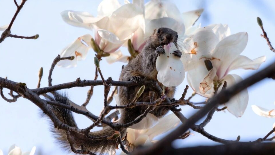 玉兰的花瓣为什么那么厚?问倒99%的人 玉兰的花瓣为什么那么厚?问倒99%的人