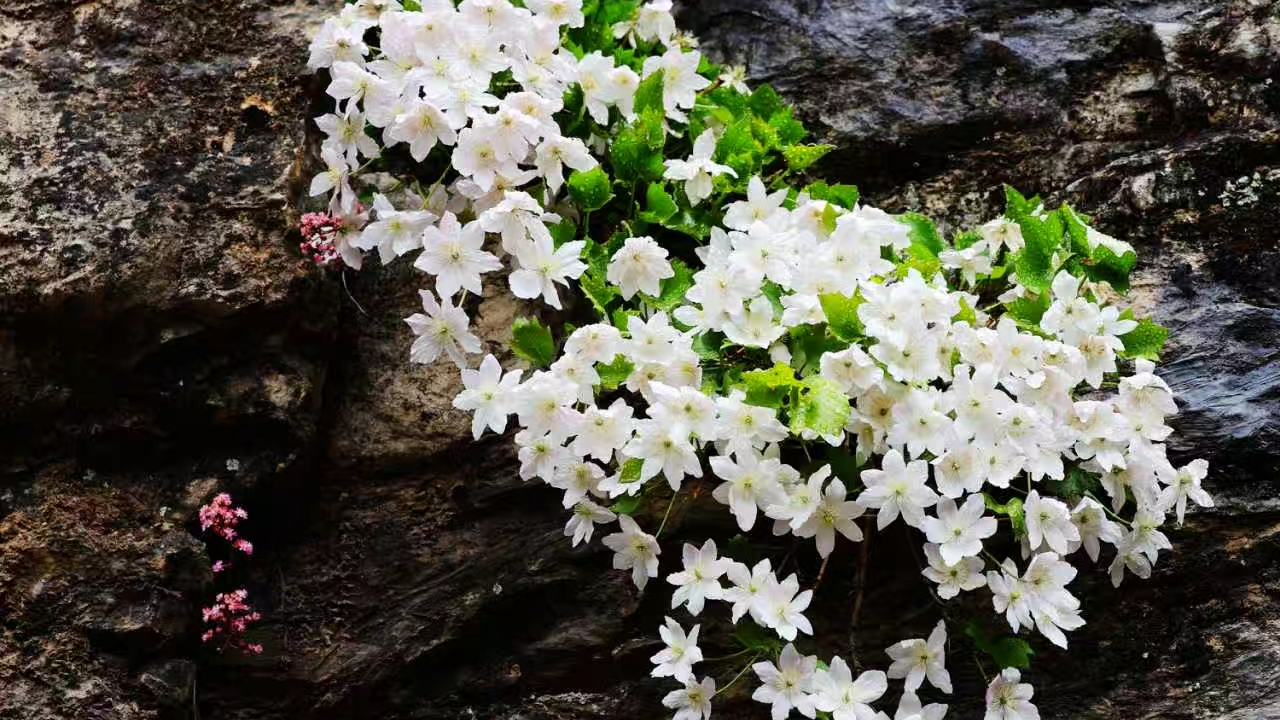 房山摄影家拍下“崖壁双绝”,提醒:切勿伸手,人工移栽无法存活 房山摄影家拍下“崖壁双绝”,提醒:切勿伸手,人工移栽无法存活