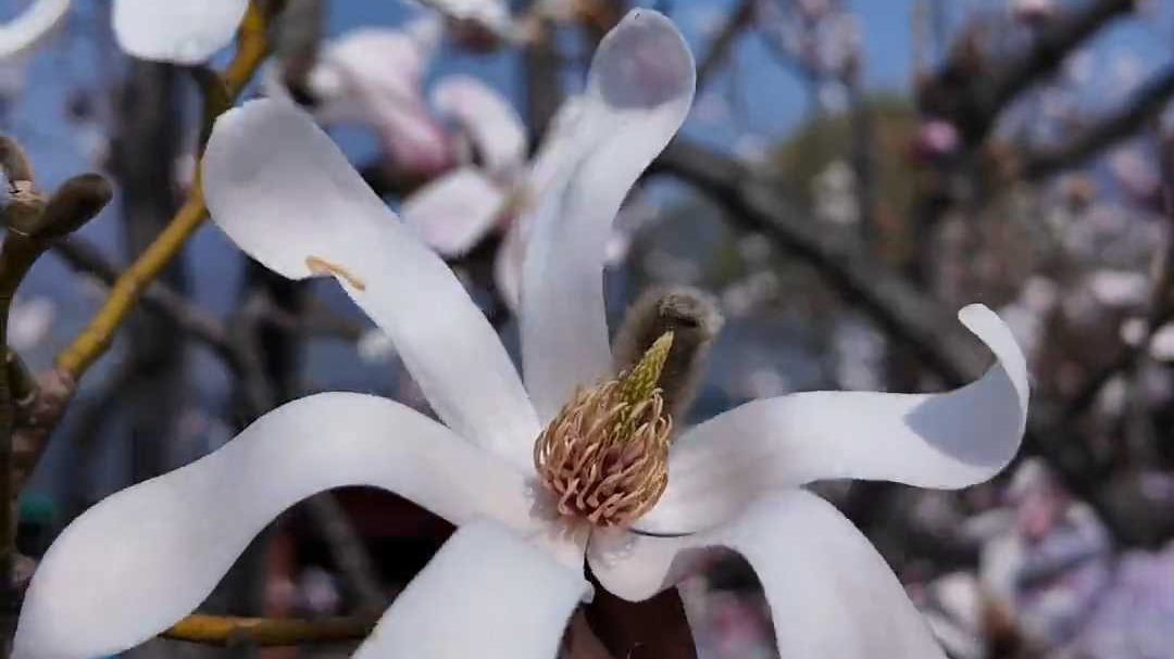 长城山花节到！慕田峪赏花指南，记者来踩点