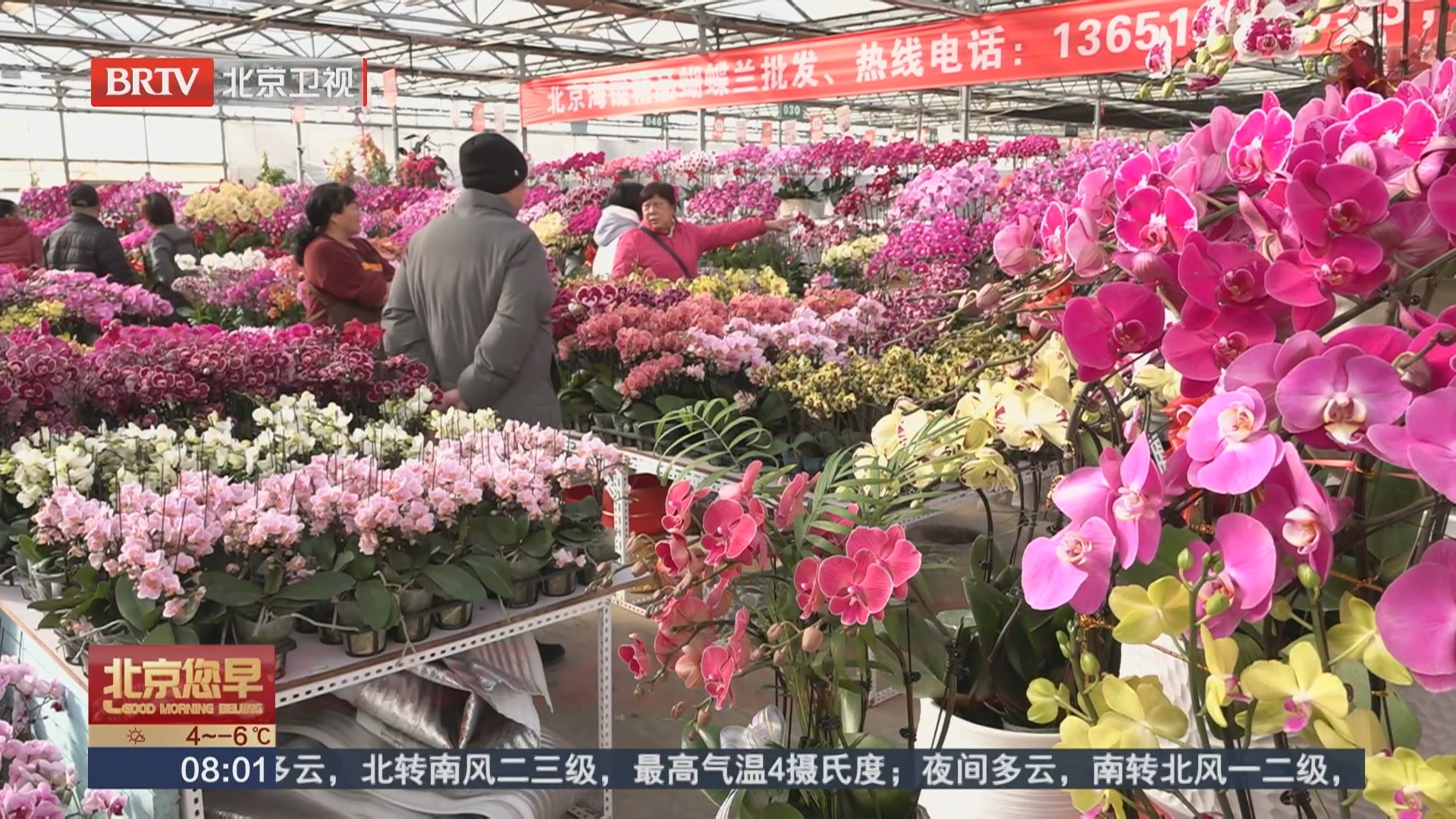 腊月寻“花样” 来顺义花卉市场把年味儿“打包”回家