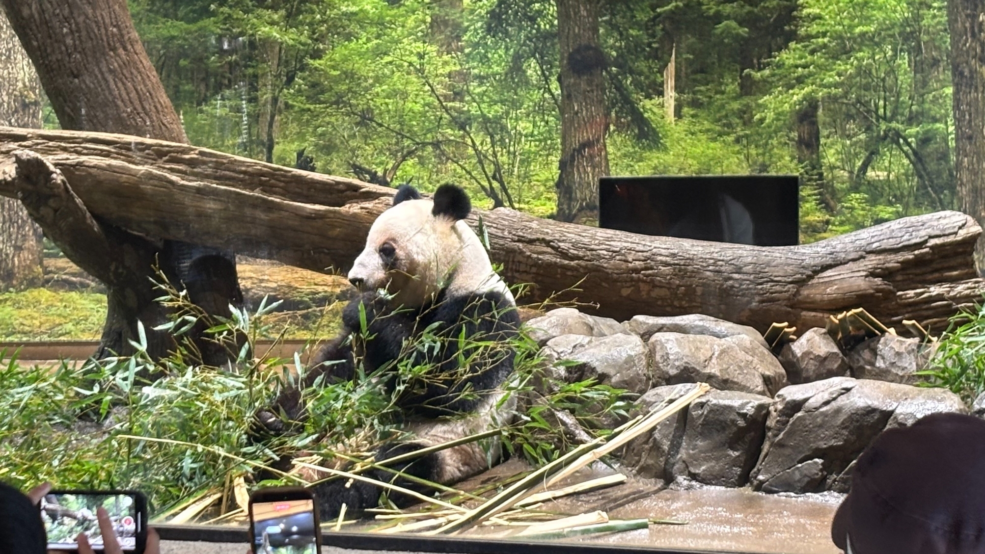 最后一天“打卡上班” 旅日大熊猫将返回中国 最后一天“打卡上班” 旅日大熊猫将返回中国