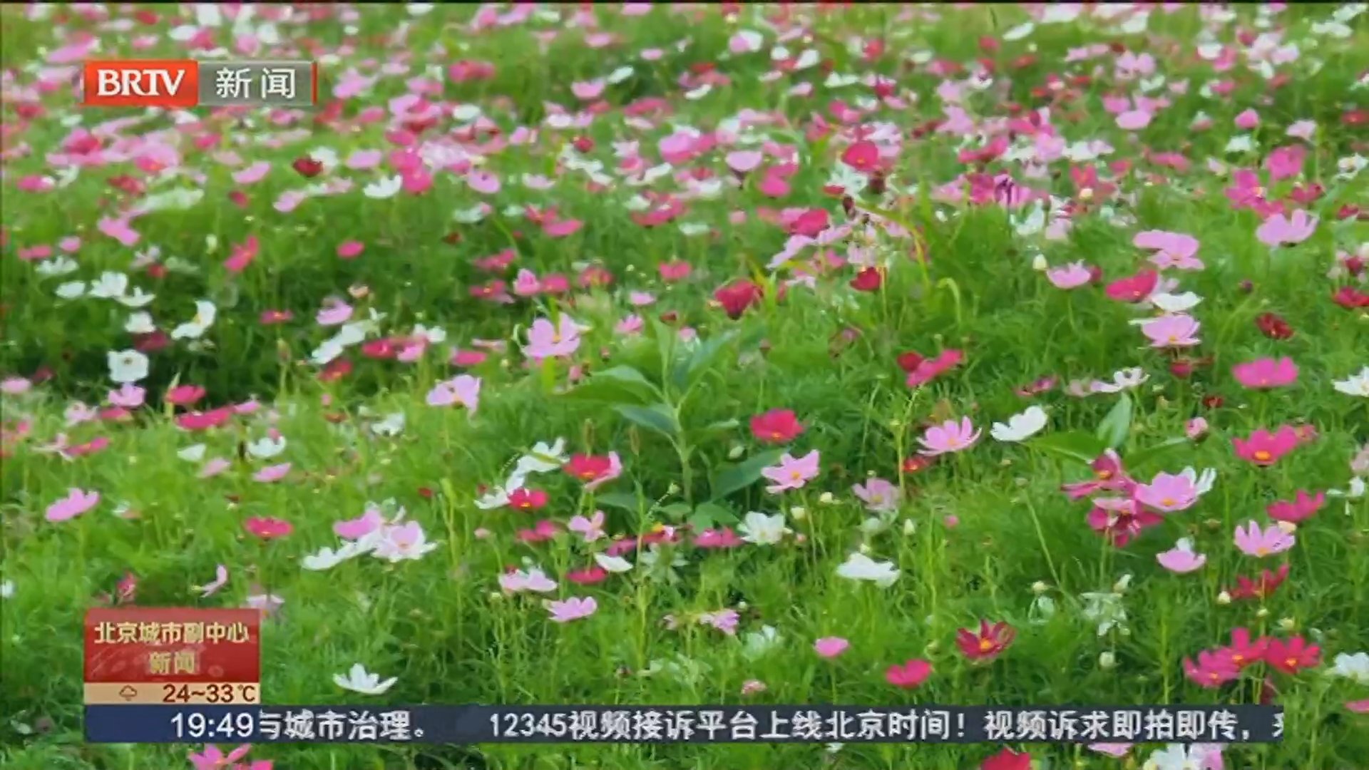 繁花织网自成景 副中心千顷花海绘就全域生态地图