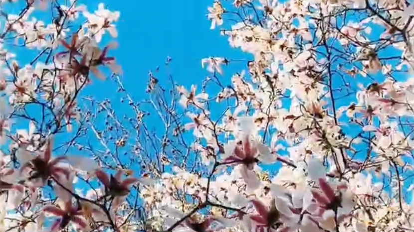 穿越500年时光看地坛玉兰初绽,解锁嘉靖同款古韵春景 穿越500年时光看地坛玉兰初绽,解锁嘉靖同款古韵春景