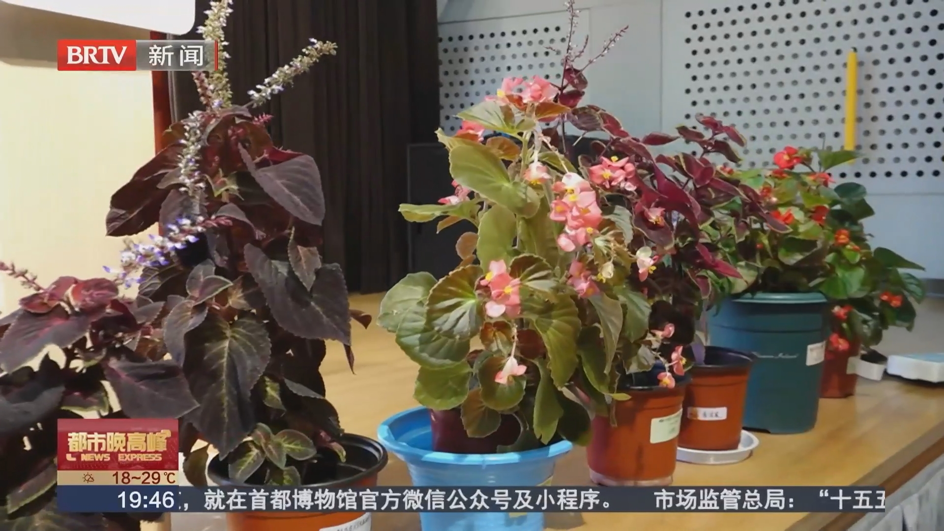市民自育花卉将绽放长安街国庆花坛