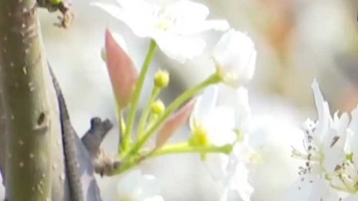 防花粉牢记这四字口诀！科学应对花粉的“早春攻势”