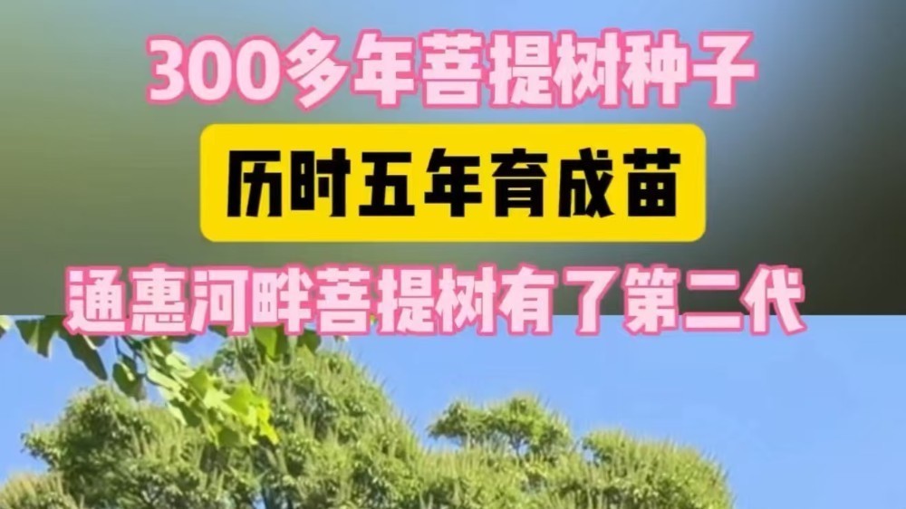 突破！300多年菩提树种子，历时五年育成苗，通惠河畔古树有了第二代